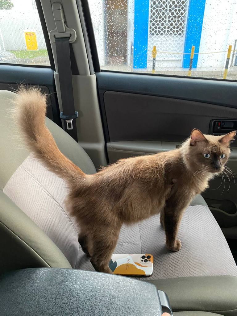 Timtam baru pulang dari klinik